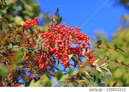 赤い南天（ナンテン）の実　 120832212