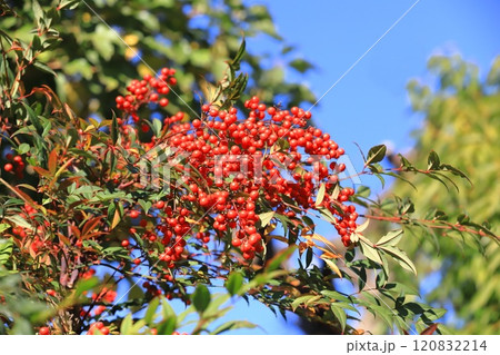 赤い南天（ナンテン）の実　 120832214