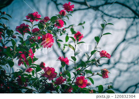 冬の青空とピンクのサザンカ（山茶花）,ツバキ(椿) 120832304