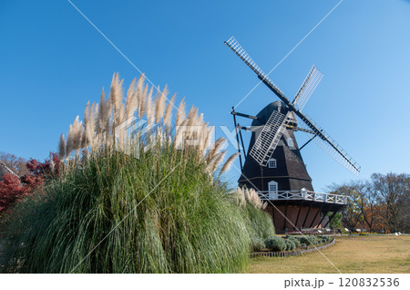 船橋アンデルセン公園のお化けススキと風車 120832536
