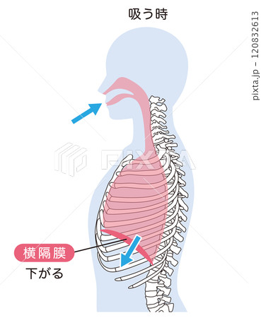 呼吸の仕組み 横隔膜 呼吸筋 呼吸の仕組み 横隔膜 呼吸筋 120832613
