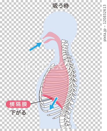 呼吸機制 膈肌 呼吸肌肉 呼吸機制 膈肌 呼吸肌肉 120832613