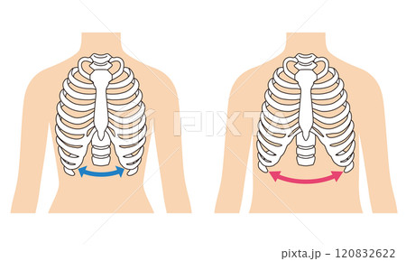 開いた肋骨　閉じた肋骨 120832622