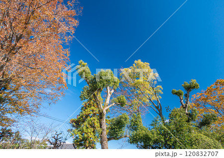 大津市坂本　青空に映える晩秋の木々　 120832707