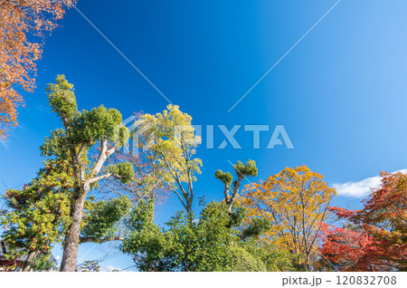 大津市坂本　青空に映える晩秋の木々　 120832708