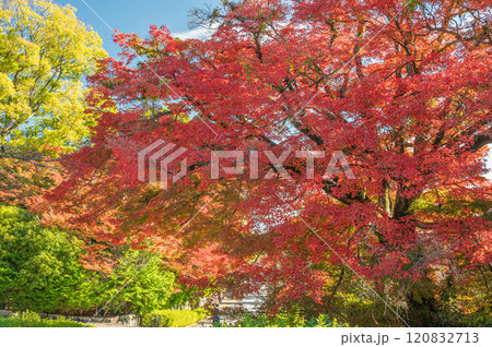 晩秋の大津市坂本風景 鮮やかな秋色に染まる木々 晩秋の大津市坂本風景 鮮やかな秋色に染まる木々 120832713