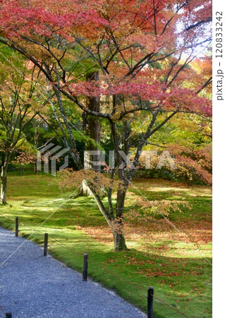 秋の三千院・聚碧園・しゅうへきえん(京都・左京区) 秋の三千院・聚碧園・しゅうへきえん(京都・左京区) 120833242