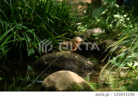 川を渡るリス池 120833298