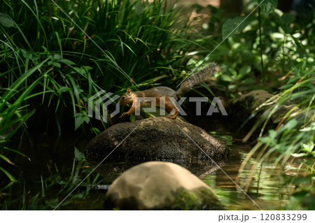 川を渡るリス池 120833299