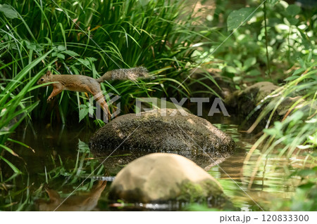 川を渡るリス池 120833300