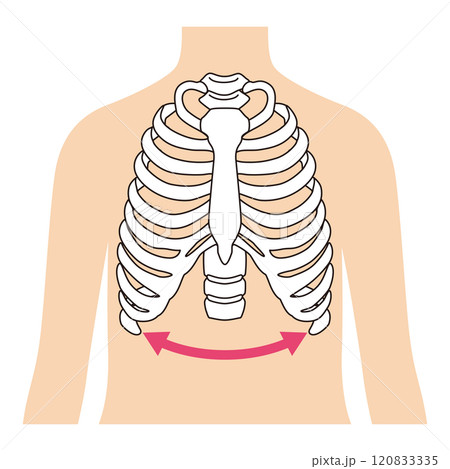 開いた肋骨　閉じた肋骨 120833335
