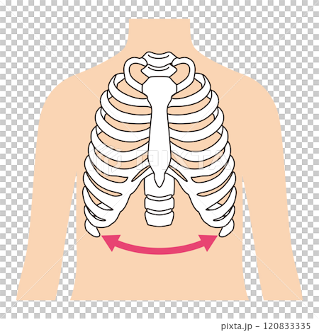開いた肋骨　閉じた肋骨 120833335
