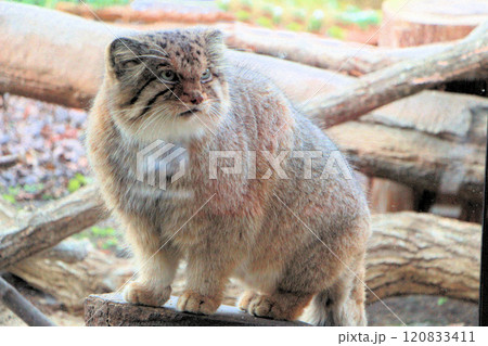 ふわふわモコモコで可愛い猫科の動物、マヌルネコ、モウコヤマネコ動物園 ふわふわモコモコで可愛い猫科の動物、マヌルネコ、モウコヤマネコ動物園 120833411