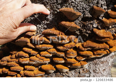 桜の幹に発生した「カワウソタケ」 桜の幹に発生した「カワウソタケ」 120833486