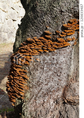 桜の幹に発生した「カワウソタケ」 120833487