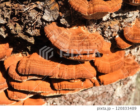 桜の幹に発生した「カワウソタケ」 桜の幹に発生した「カワウソタケ」 120833489