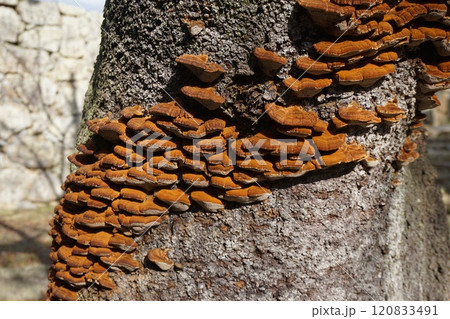 桜の幹に発生した「カワウソタケ」 桜の幹に発生した「カワウソタケ」 120833491