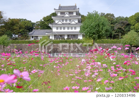 旭城とコスモス畑（尾張旭市 愛知県） 120833496