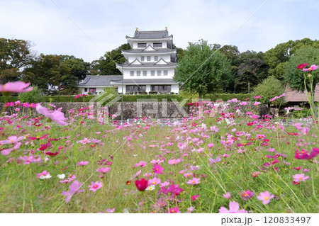 旭城とコスモス畑（尾張旭市 愛知県） 120833497