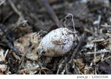 シラタマタケ 白い球状のキノコ シラタマタケ 白い球状のキノコ 120833506