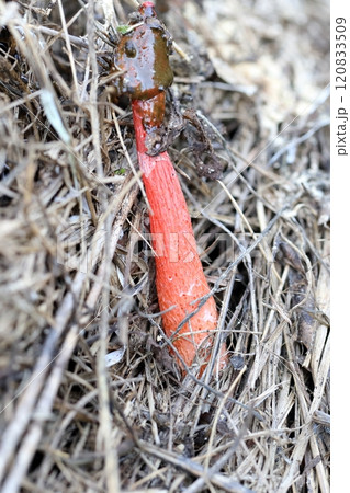 キツネノタイマツ　悪臭をはなつキノコ 120833509