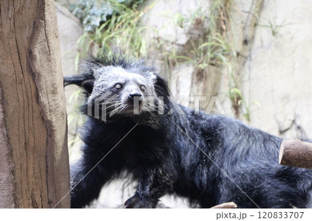 ジャコウネコ科の哺乳類クマネコ、熊狸ビントロングbear cat( ジャコウネコ科の哺乳類クマネコ、熊狸ビントロングbear cat( 120833707