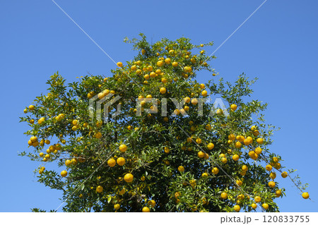 晩秋の柚子の実　ユズ 120833755