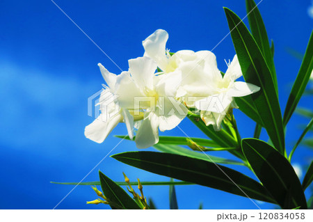 白いキョウチクトウの花と青空の美しい風景 白いキョウチクトウの花と青空の美しい風景 120834058