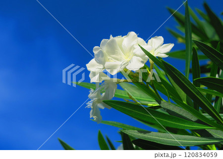白いキョウチクトウの花と青空の美しい風景 白いキョウチクトウの花と青空の美しい風景 120834059