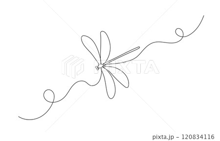 Dragonfly one continuous line illustration. Hand drawn doodle sketch of insect on white background 120834116