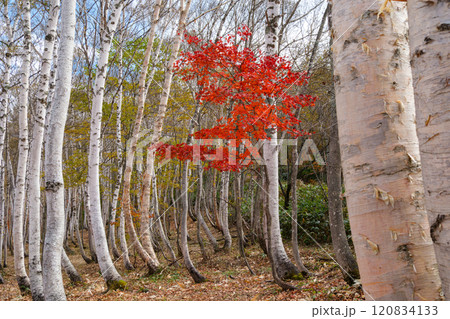 ツツジと白樺林 ツツジと白樺林 120834133