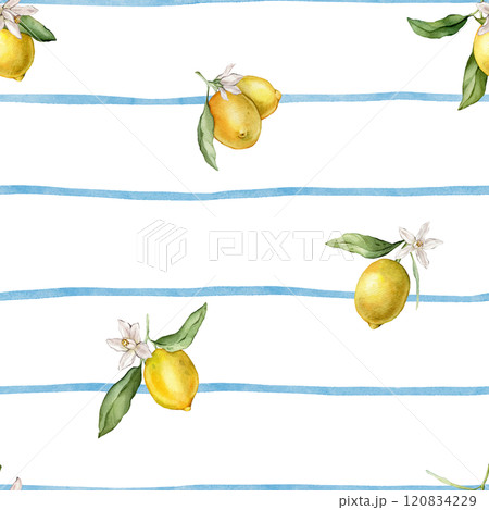 Watercolor seamless Pattern with illustration of Lemons or Lime on blue striped background. Hand painted print with lemon branche with green leaves and white flowers on isolated. Citrus food. 120834229