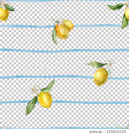 Watercolor seamless Pattern with illustration of Lemons or Lime on blue striped background. Hand painted print with lemon branche with green leaves and white flowers on isolated. Citrus food. 120834229
