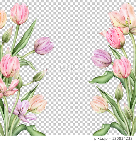 Square Frame with pastel pink light yellow violet Tulips and open bud. Hand drawn watercolor illustration delicate perennial bulbous flower for wedding design or spring card isolated on background. 120834232
