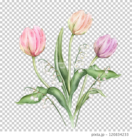 Bouquet of Pastel multi-colored Tulips and tender poured lily of the valley. Watercolor Hand drawn illustration delicate garden composition perennial bulbous flower for spring wedding design or card Bouquet of Pastel multi-colored Tulips and tender poured lily of the valley. Watercolor Hand drawn illustration delicate garden composition perennial bulbous flower for spring wedding design or card 120834233