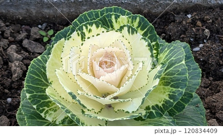 ハボタン 120834409