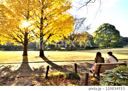 紅葉したイチョウの木の傍のベンチで話す女性 紅葉したイチョウの木の傍のベンチで話す女性 120834553