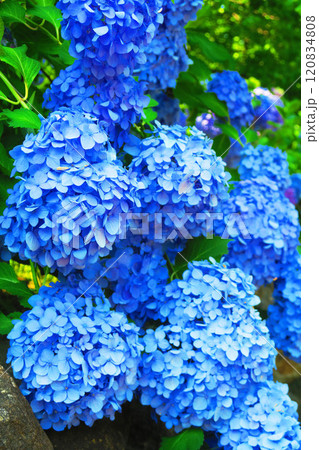 青いセイヨウアジサイの満開の風景 120834808