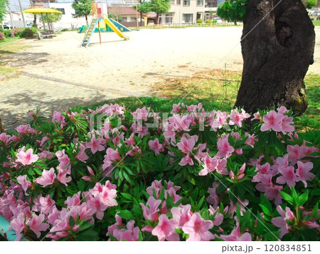春の名古屋市天白区 笹原公園に咲くツツジ 春の名古屋市天白区 笹原公園に咲くツツジ 120834851