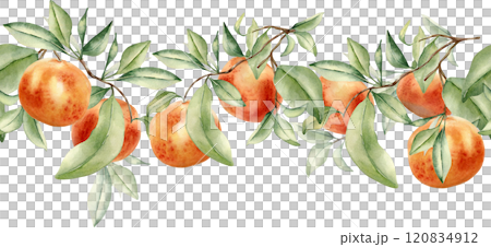 Grapefruits on branches of fruit tree seamless border isolated on white. Watercolor citrus plants. Hand drawn leafy sprig and oranges on repeated texture in botanical sketch style for textile, package Grapefruits on branches of fruit tree seamless border isolated on white. Watercolor citrus plants. Hand drawn leafy sprig and oranges on repeated texture in botanical sketch style for textile, package 120834912