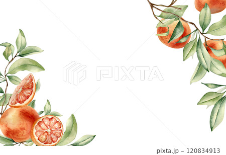 Grapefruit tree branch and citrus fruits corner border by watercolor on isolated background. Fresh summer frame with ripe citrus plant, leaves hand drawn botanical sketch for packaging, invitation. 120834913