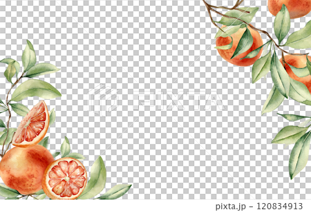 Grapefruit tree branch and citrus fruits corner border by watercolor on isolated background. Fresh summer frame with ripe citrus plant, leaves hand drawn botanical sketch for packaging, invitation. 120834913