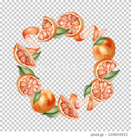 Grapefruits whole and segments, orange citrus curl and leaves watercolor frame isolated on white. Bright summer wreath hand drawn with red orange citrus fruits, sliced, swirl peel for packaging, card. 120834915