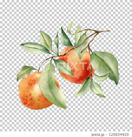 Ripe grapefruits on branch by watercolor illustration isolated. Leaves of citrus tree and red orange hand drawn. Leafy Sprig of ruby red fruit painted in botanical sketch. Citrus Paradisi plant. 120834920