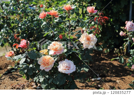 荒尾市 おもやい市民花壇 バラの花、 荒尾市 おもやい市民花壇 バラの花、 120835277