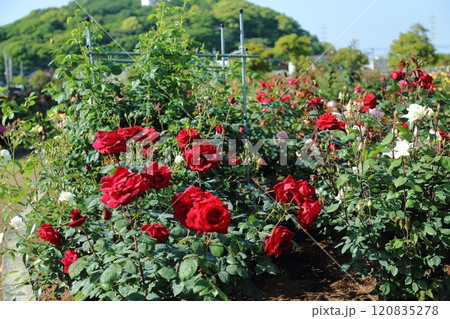 荒尾市 おもやい市民花壇 バラの花、 荒尾市 おもやい市民花壇 バラの花、 120835278