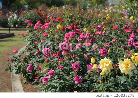 荒尾市 おもやい市民花壇 バラの花、 荒尾市 おもやい市民花壇 バラの花、 120835279