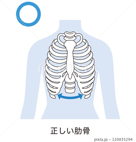 開いた肋骨　閉じた肋骨 120835294