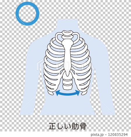 開いた肋骨　閉じた肋骨 120835294