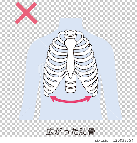 開いた肋骨　閉じた肋骨 120835354